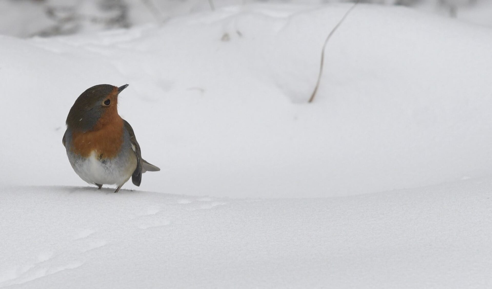 Roodborstje in de sneeuw. Foto: Nelleke de Vries