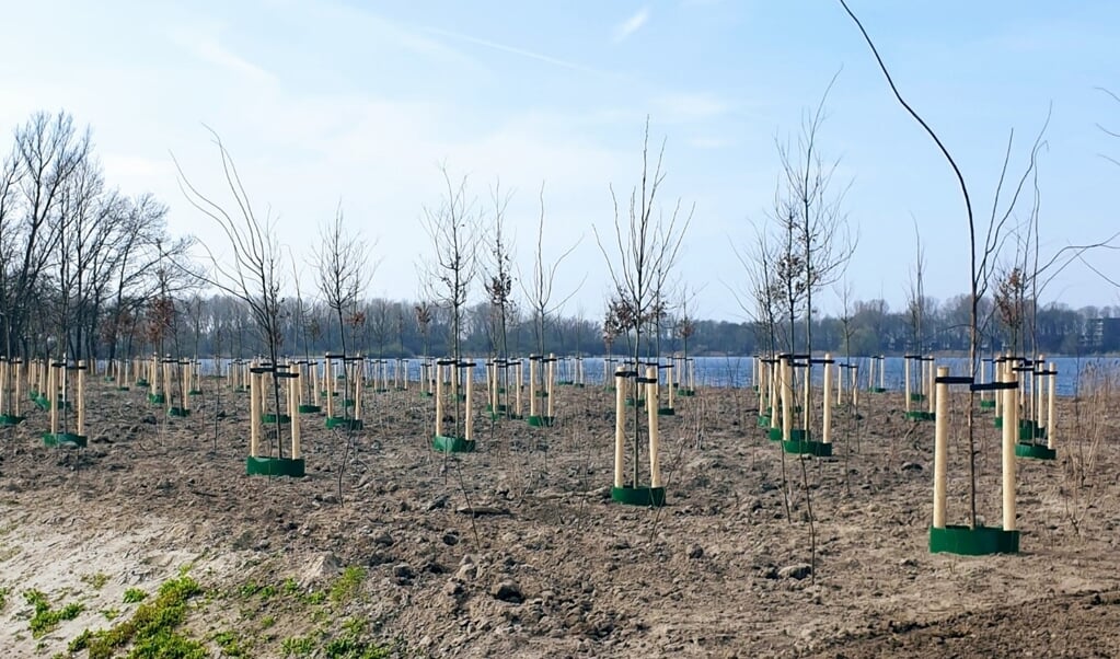 Nieuwe bosaanplant in Vlietland langs de A4 zal het verkeerslawaai nog meer verminderen. Foto Ed en Sonja ©