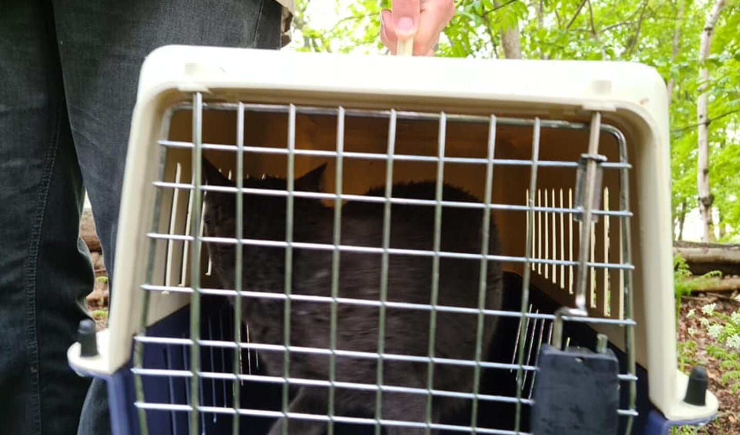 Een meegebrachte bench bracht uitkomst om de avontuurlijke kat te redden