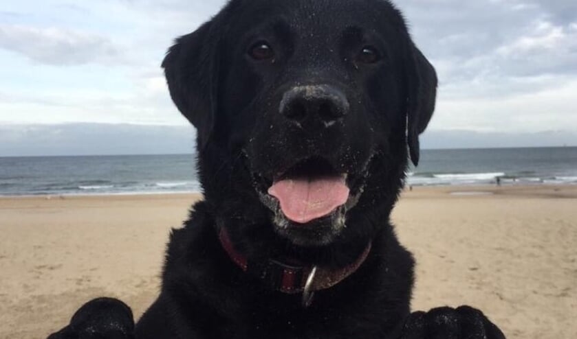 <p>Met de hond aangelijnd naar het Wassenaarse strand mag weer. </p>