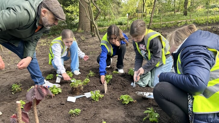 Kinderen van de Fortgensschool planten bosaardbeien en gele dovenetels in de Educatieve Tuin Voorschoten. Foto: Educatieve tuin