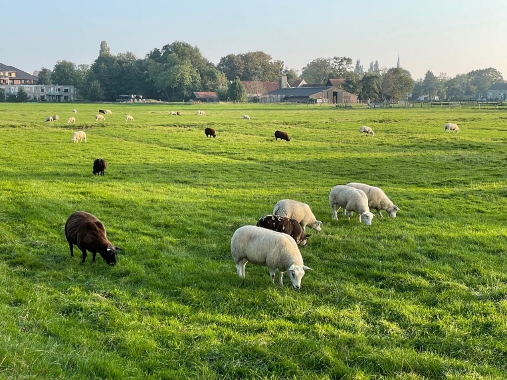 Van welke kant je het dorp ook binnenkomt, je maakt altijd wel kans schapen te zien. Foto: Patricia Vogel