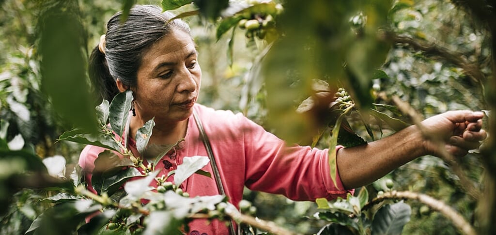 70% van het voedsel in de wereld wordt door vrouwen verbouwd. Toch zien zij minder van de winst dan mannen. Foto: Fairtrade Voorschoten