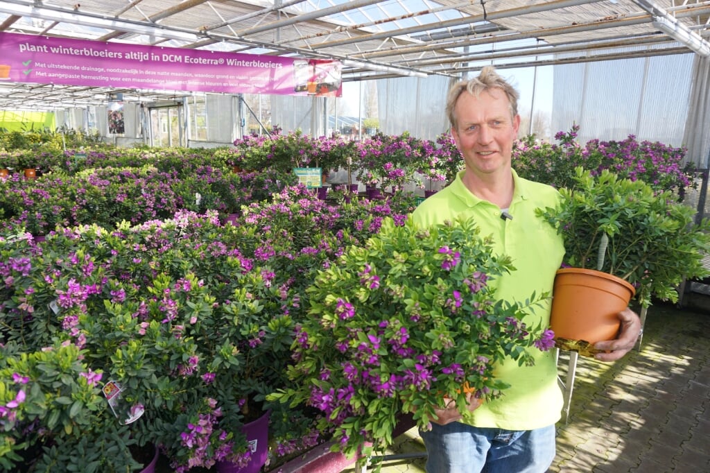 'De Hollandse bougainville vindt het Nederlandse klimaat prima, het is een makkelijke plant', aldus Frank Moerkerk. Foto: VSK