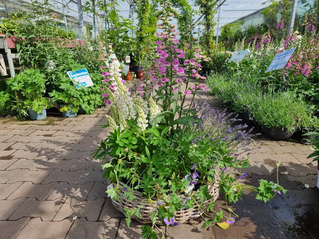 Maak tuin of balkon gezellig met bloeiende planten en help de bijen. Foto: PR