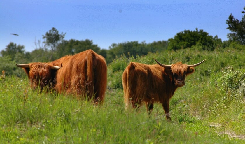 <p>Schotse hooglanders als inzet natuurbeheer</p>