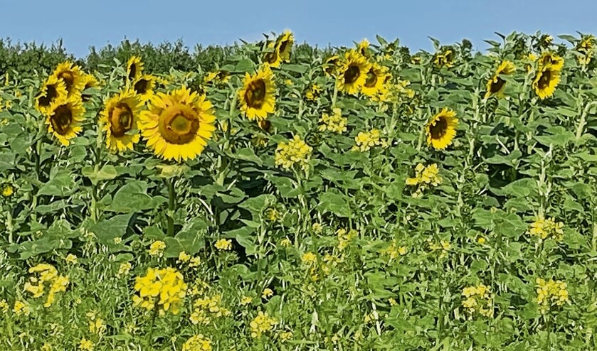<p>Zonnebloemen, gele mosterd en Japanse haver aan de Zandweg in Zierikzee</p>