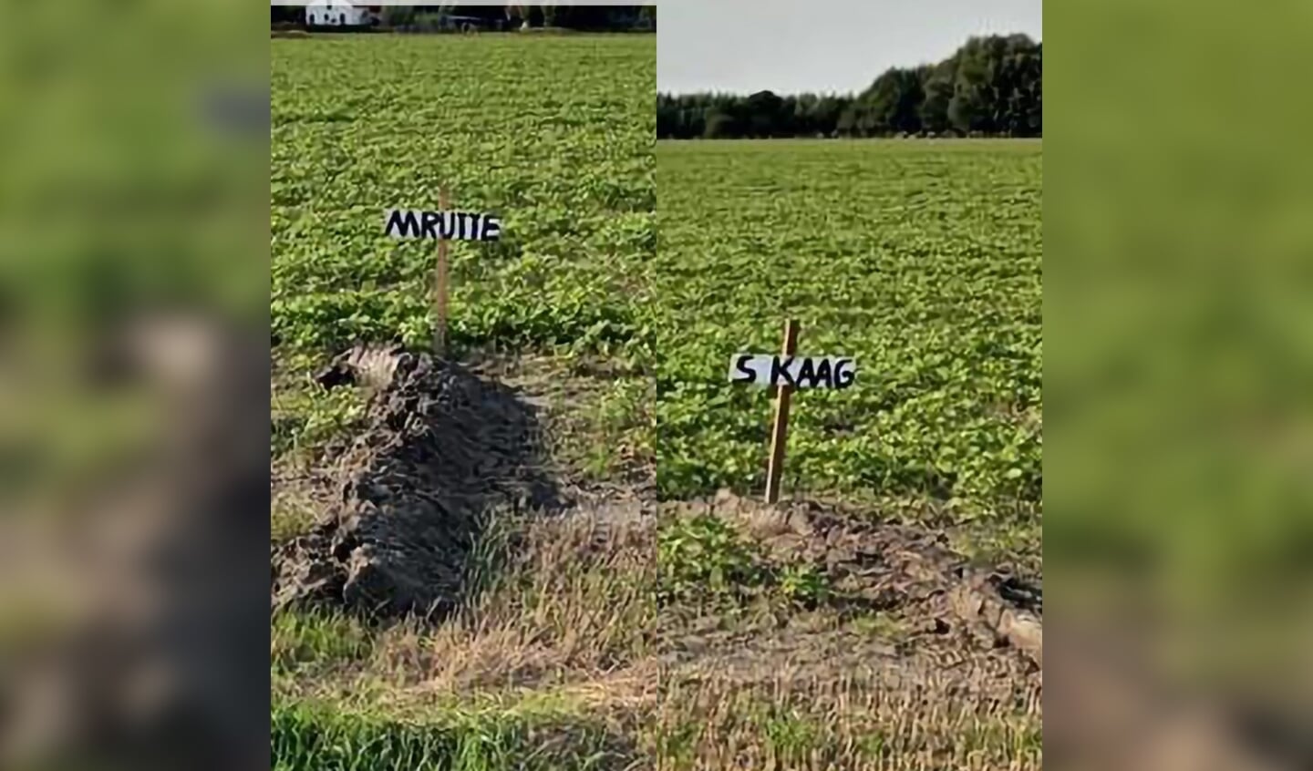 De actie verbeeldt de graven van Rutte en Kaag.