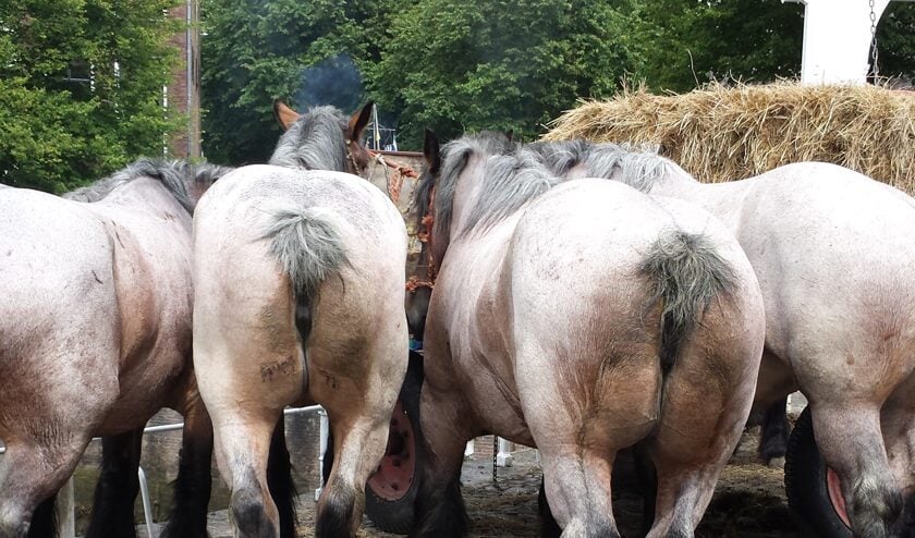 Traditionele Paardenmarkt in Zierikzeese binnenstad
