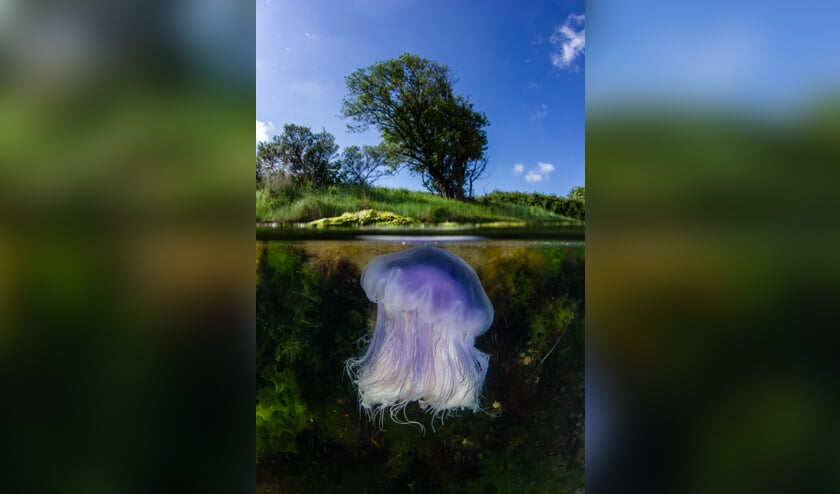 Alle duiklocaties WK onderwaterfotografie in Schouwse wateren