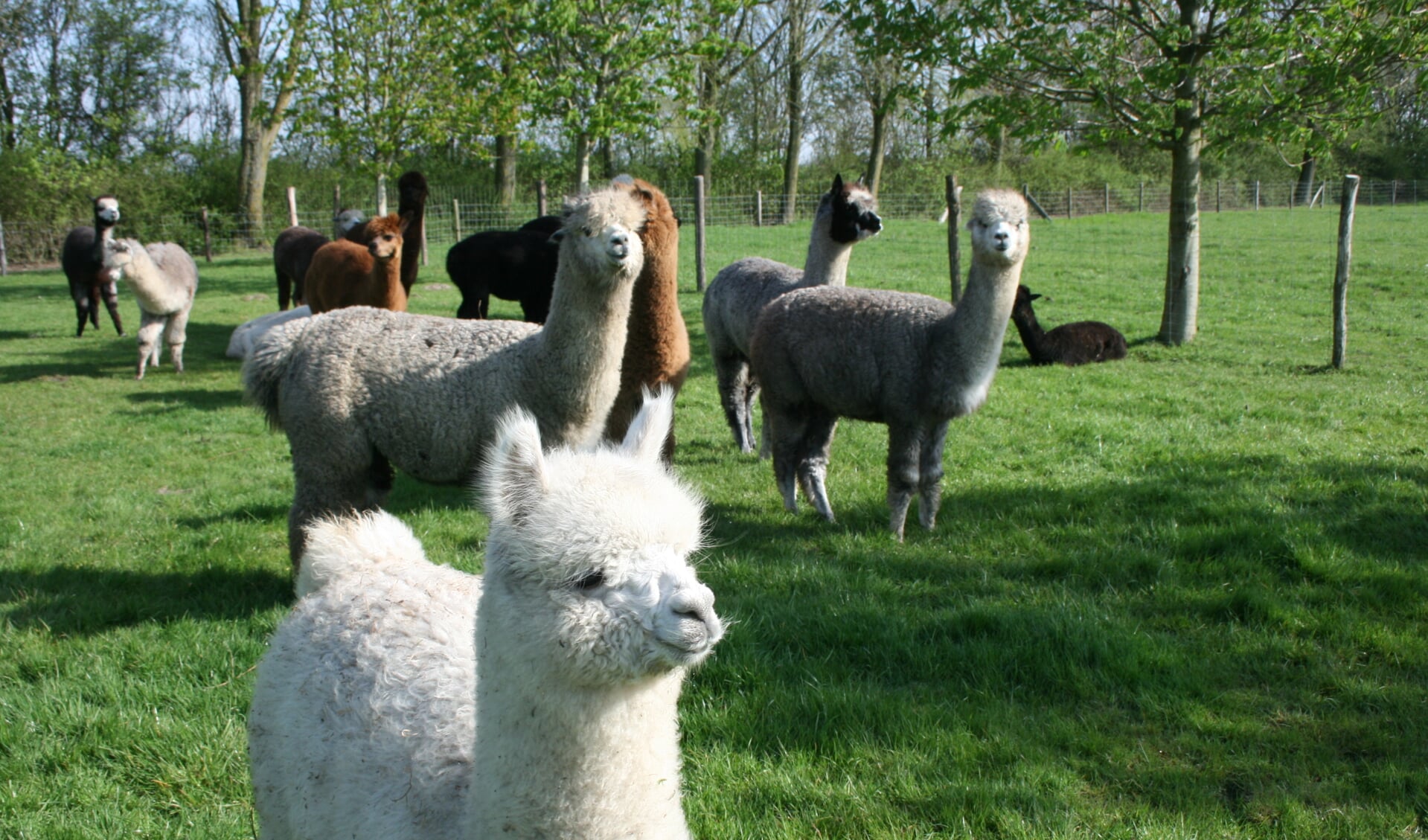 Alpaca's en falabella's nieuw gezinsuitje in Kerkwerve