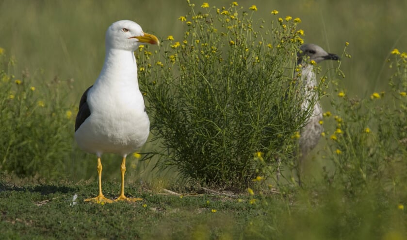 Zilvermeeuw en kleine mantelmeeuw ontdekken Neeltje Jans