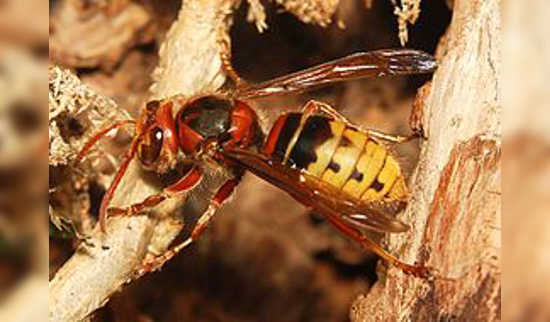 Aziatische hoornaar in Dreischor waargenomen