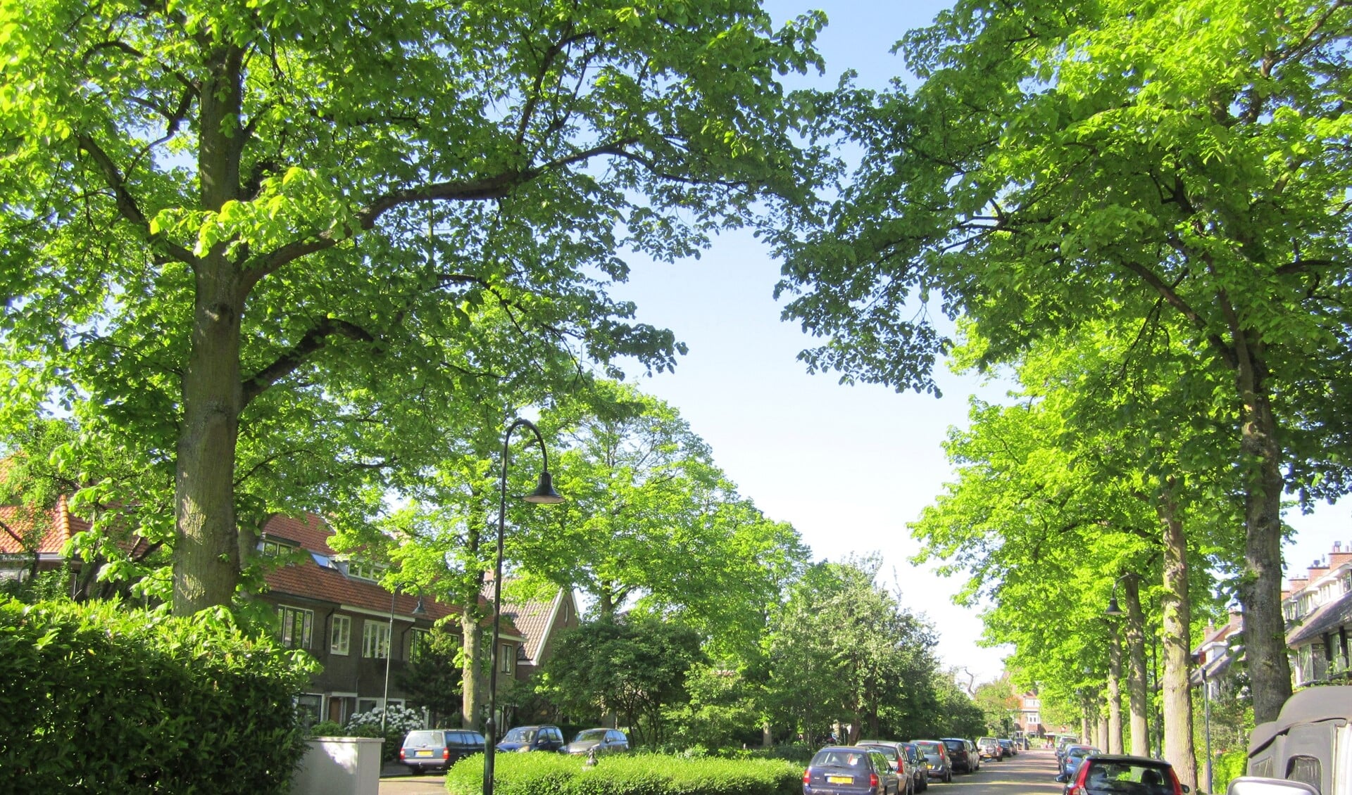 Bewoners van de Laan van Haagvliet willen niet dat de bomen in hun mooie groene straat worden gekapt (foto: PR).