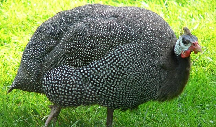 Afbeelding
