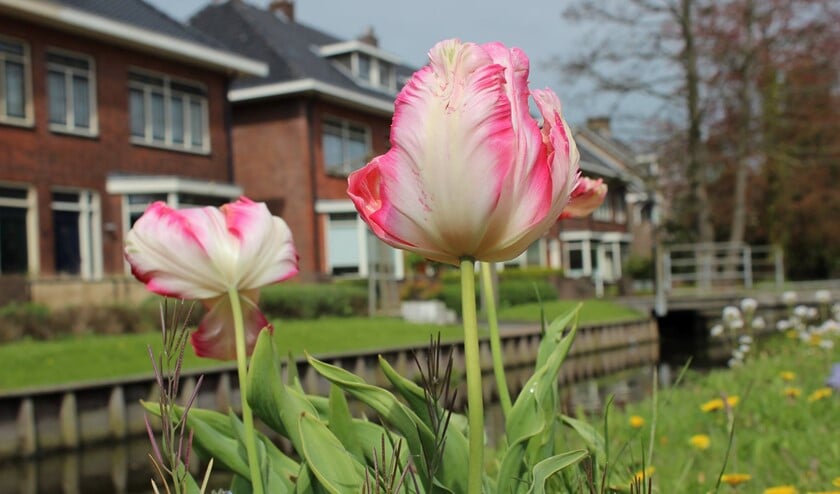Foto: Martijn Mastenbroek