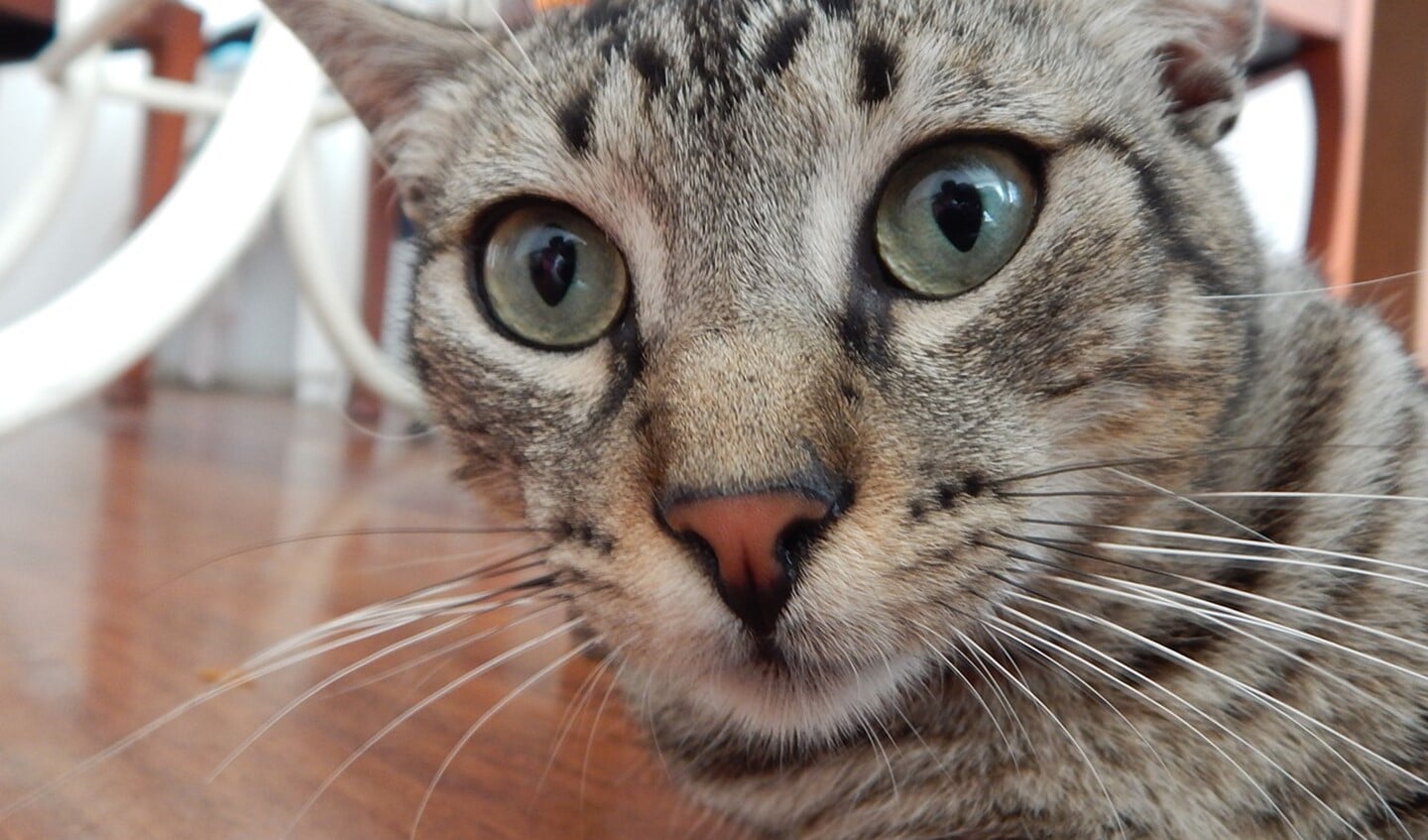 Deze kat is verrast door het goede nieuws.