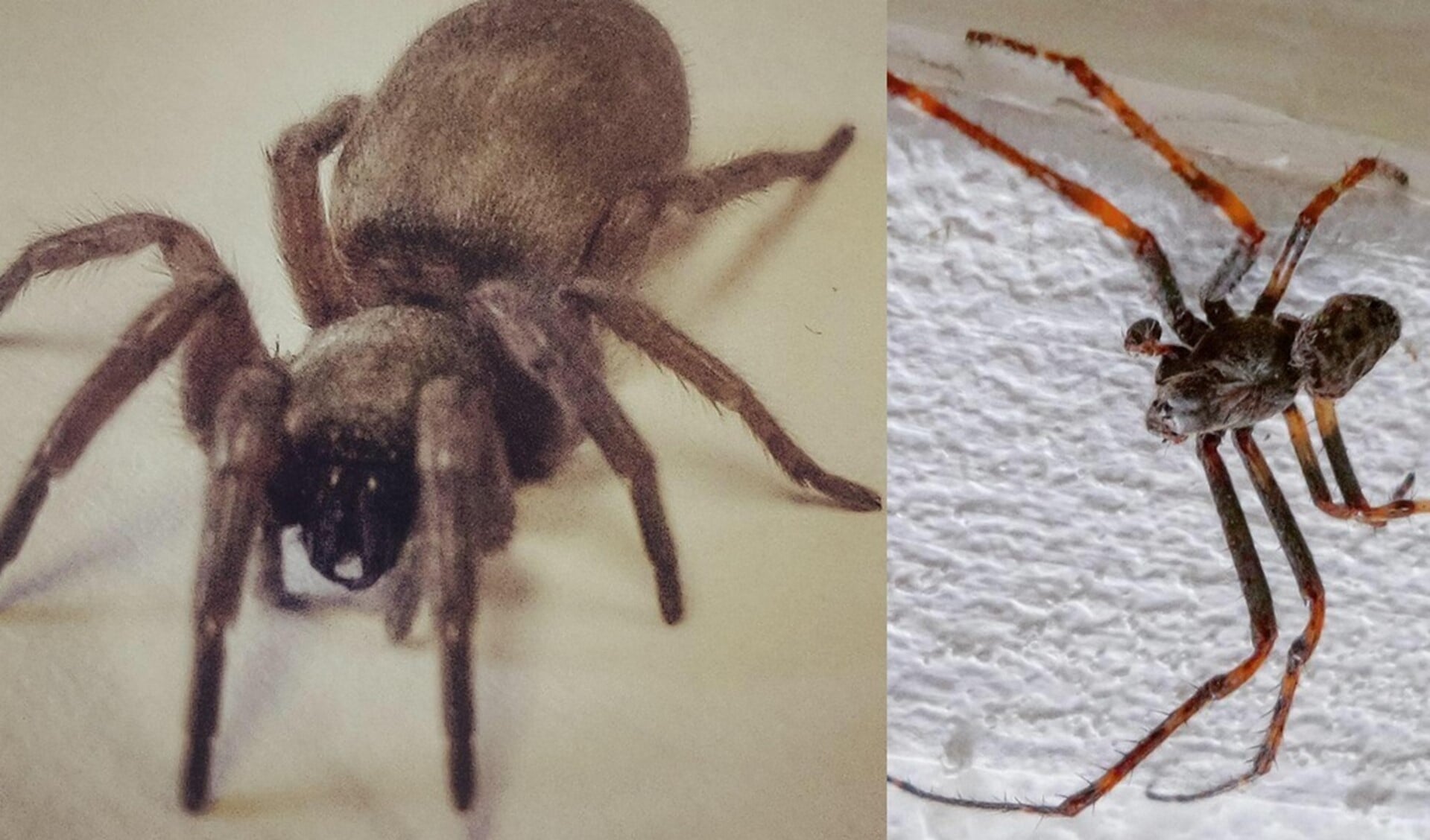 De eerste spin is mogelijk een krabspin. De tweede valt mogelijk onder de wolfspinnen: een zeldzame beekpiraat.