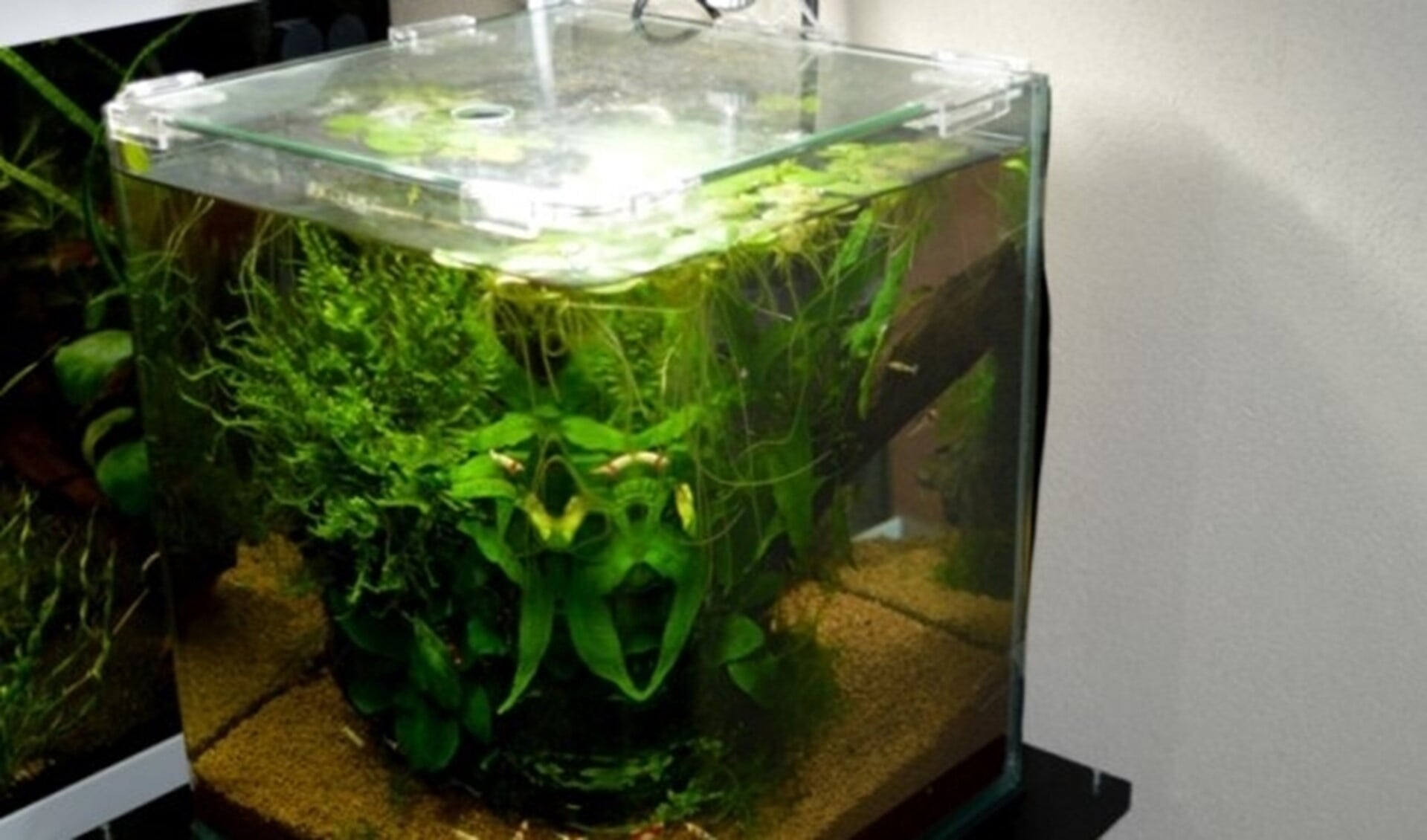 Maar het hoeft niet enorm groot. Hier een klein nano-aquarium van Susanne Kooloos, waar ze veel zorg aan besteedt.