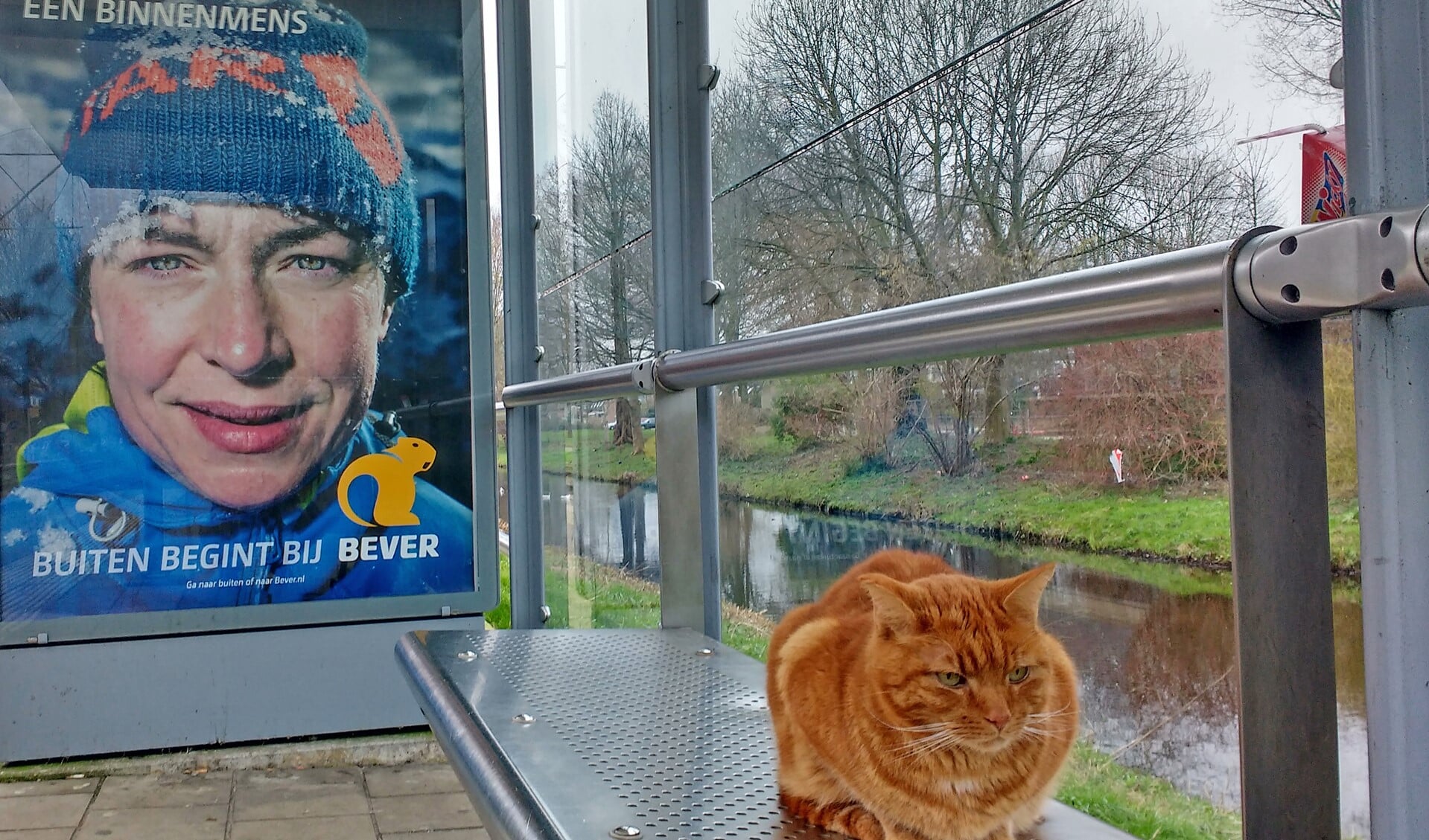 Macho in een abri in Duivenvoorde  (foto: Jos Orleans).