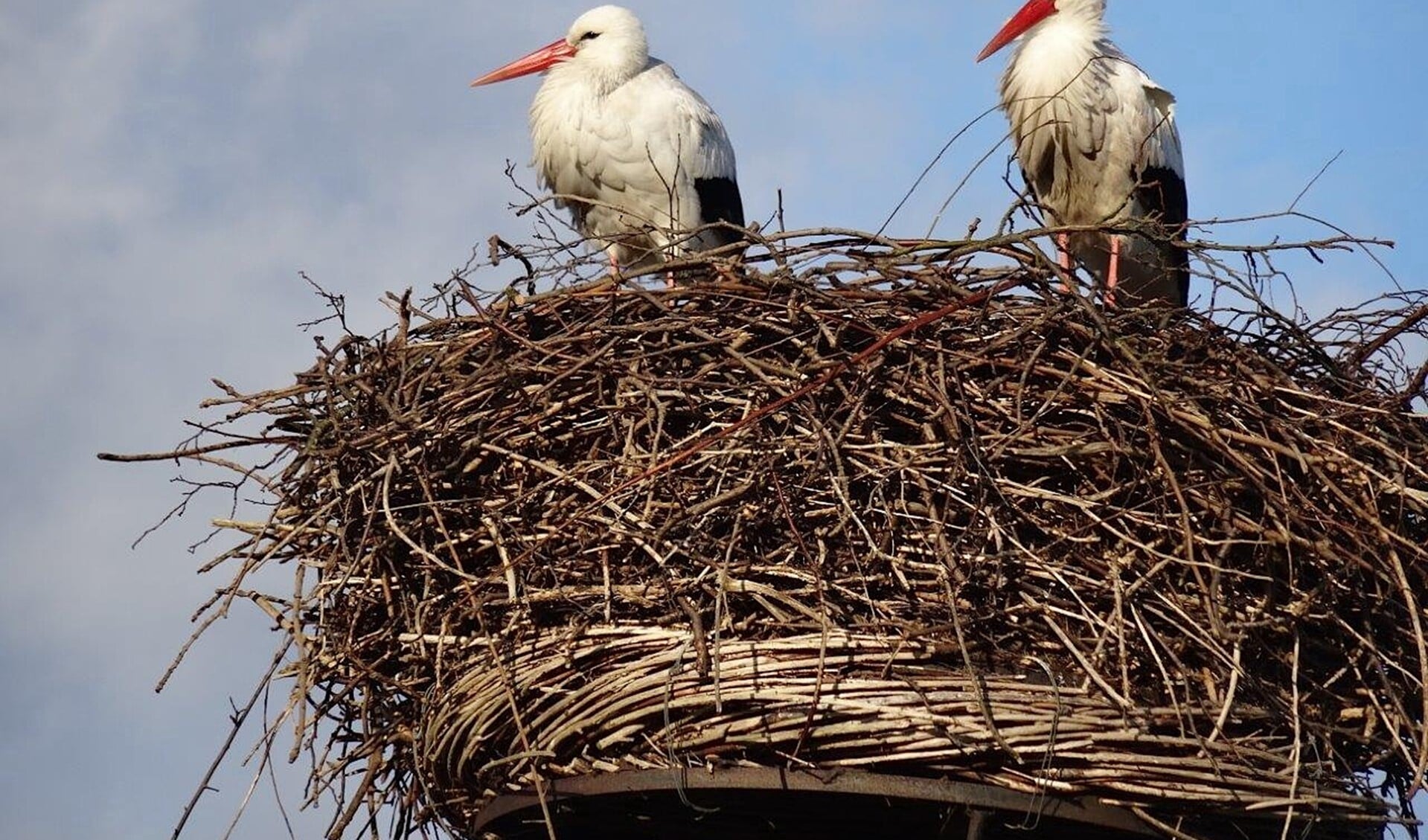De ooievaars zijn weer gearriveerd op het nest bij Molen De Vlieger in Voorburg (foto: Ap de Heus).