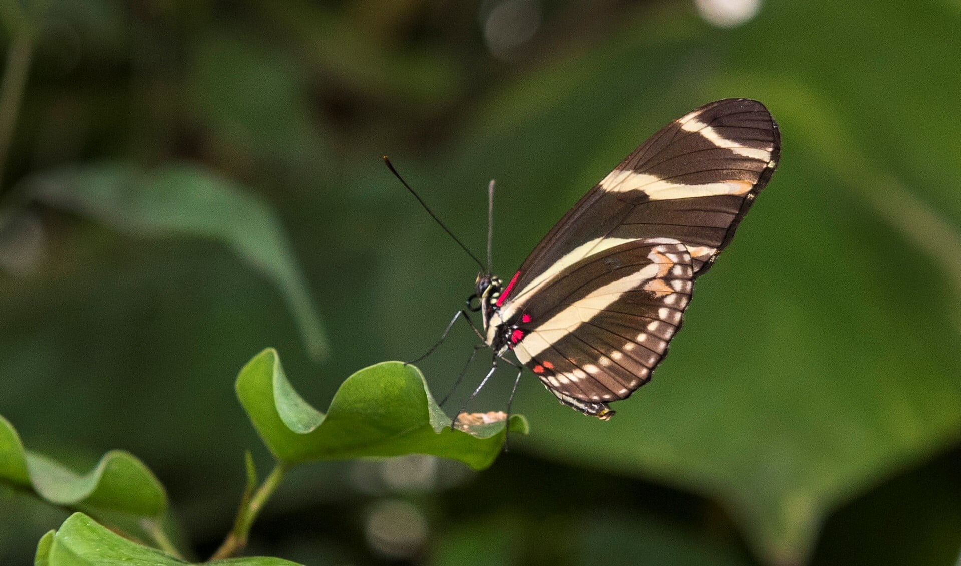 De vlinders vliegen al weer druk rond bij Vlinders aan de Vliet (foto: Michel Groen).