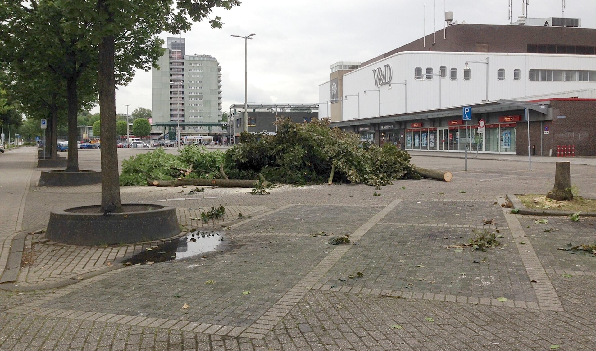 Bomen worden gekapt bij winkelcentrum Leidsenhage (foto: dhr. Bekker).