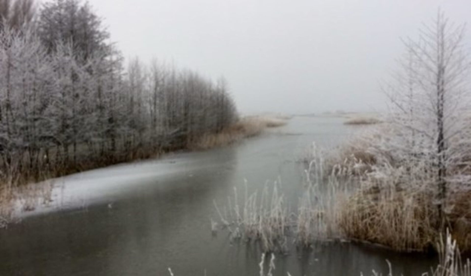 Winter in het Bentwoud (Foto Linda Groeneveld)