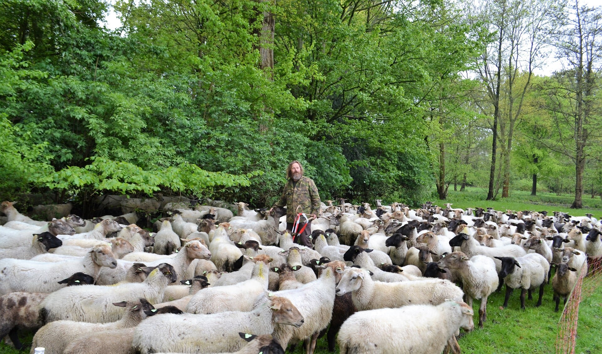 Thomas van der Meij: 'De schapen herkennen mijn stem en komen gelijk naar mij toe, zeker als ze honger hebben' (foto: Inge Koot)