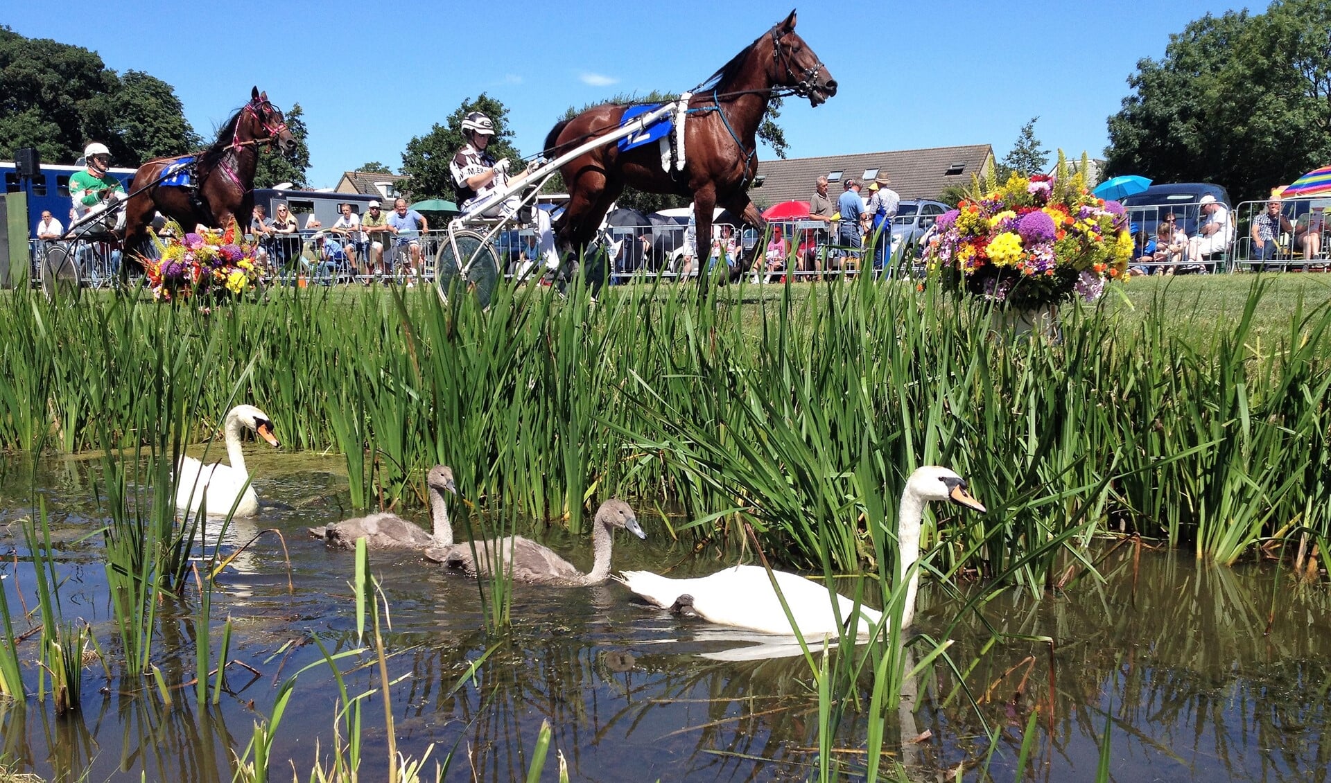 De Stompwijkse paardendagen vormen een jaarlijks evenement dat wordt georganiseerd rondom de paardensport en een begrip is in het Groene Hart (foto: pr Harddraverijvereniging Nooit Gedacht).