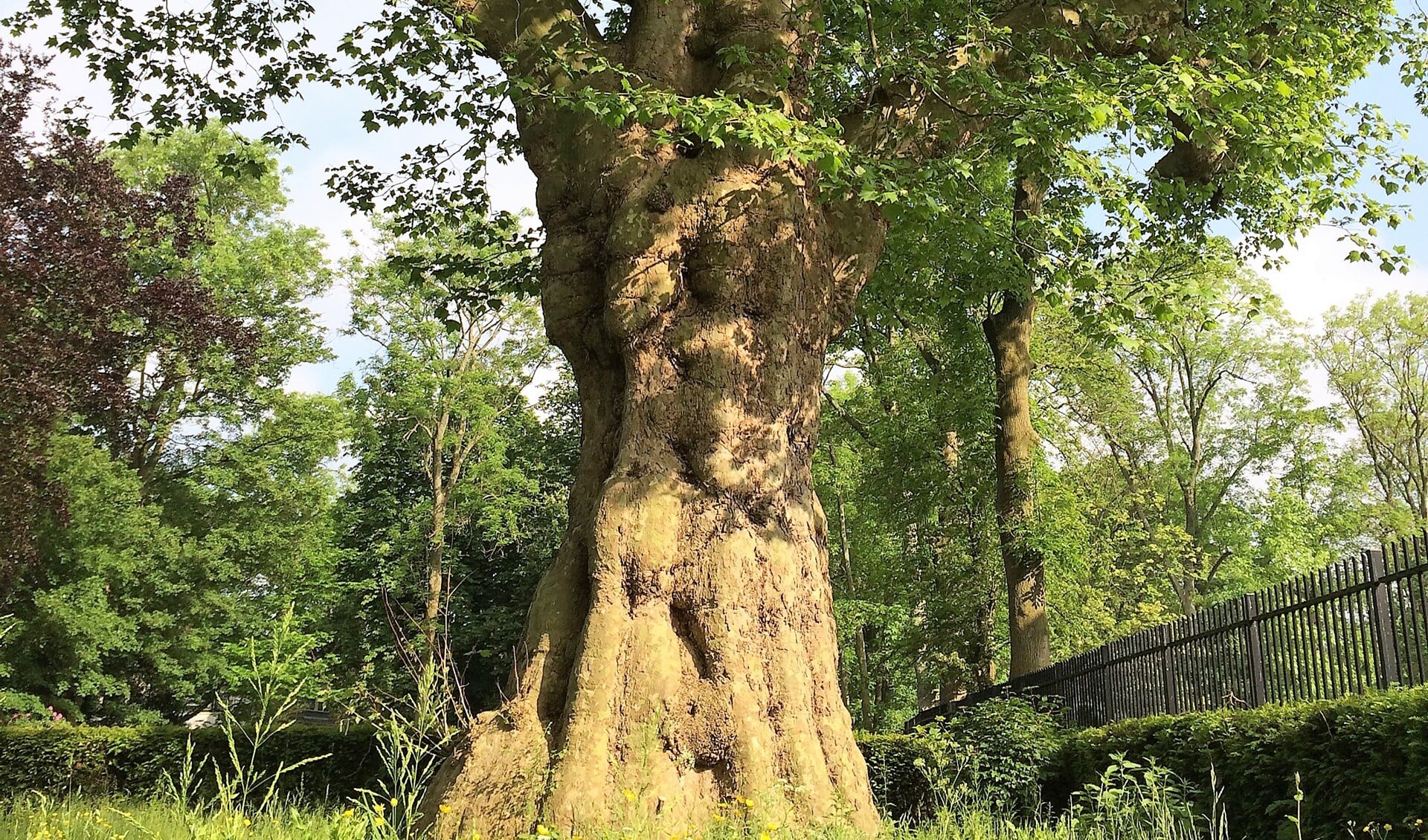 Een mooi voorbeeld van een monumentale boom in Leidschendam-Voorburg is de oude plataan in Park Arentsburgh-Hoekenburg (foto: gemeente LDVB).