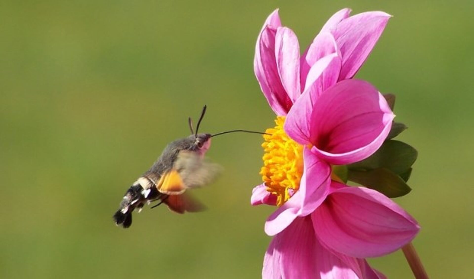 De kolibrievlinder komt voor in Zuid-Europa maar wordt ook wel in Nederland gezien.