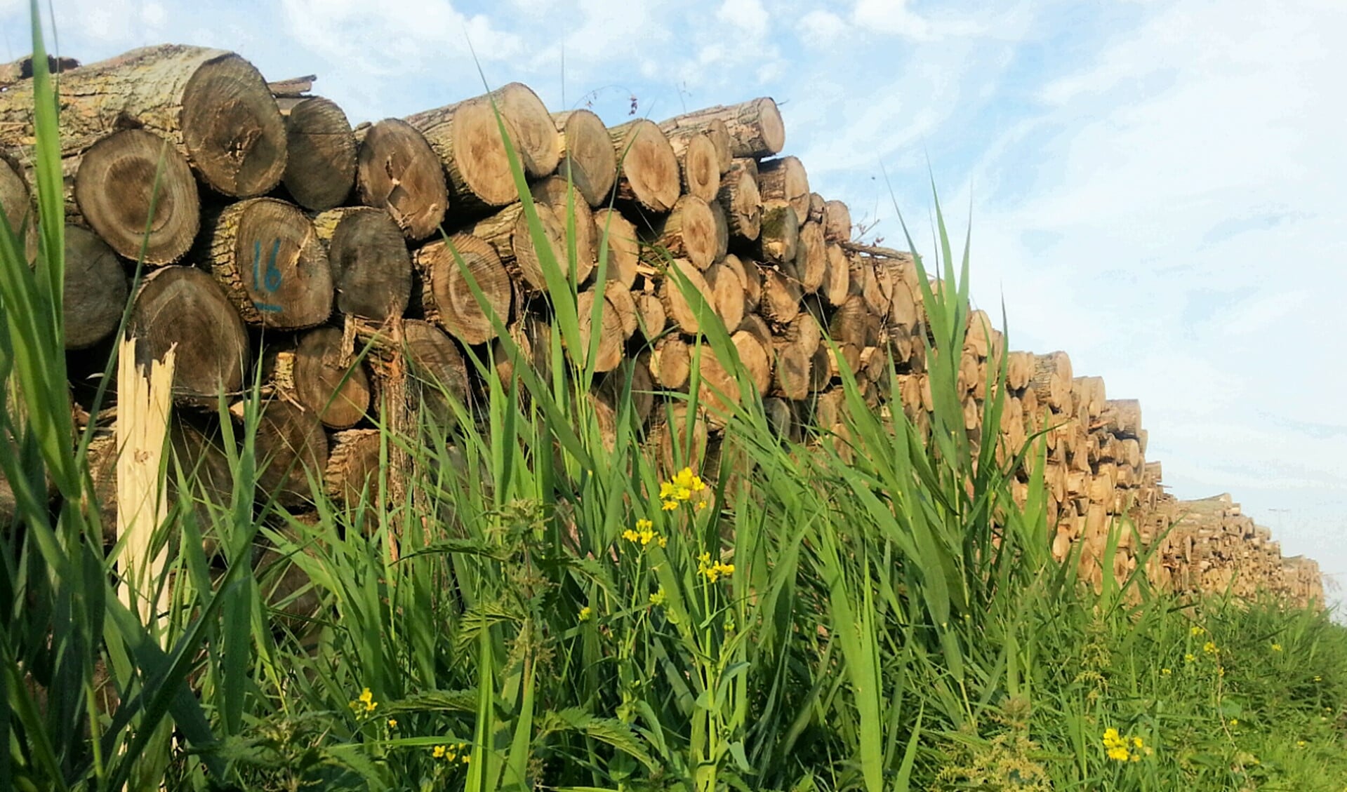 Vele bomen gerooid in recreatiegebied Vlietland (foto: Linda Steentjes).