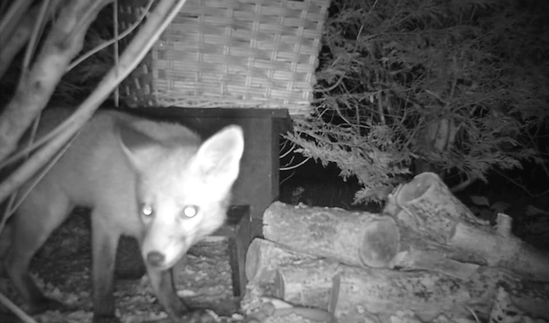 De vos doet zich tegoed aan het voer in de achtertuin van een bewoonster van de Tulpentuin (eigen beelden).