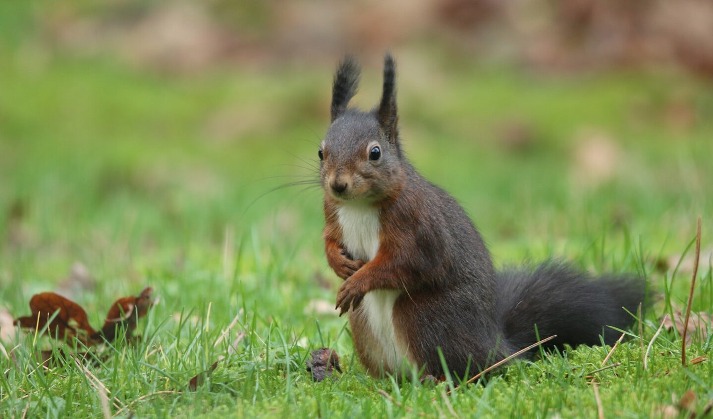 De rode eekhoorn kan donker gekleurd zijn. (Foto: Peter Elfferich)