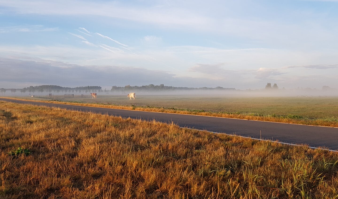 Koeien in de mist