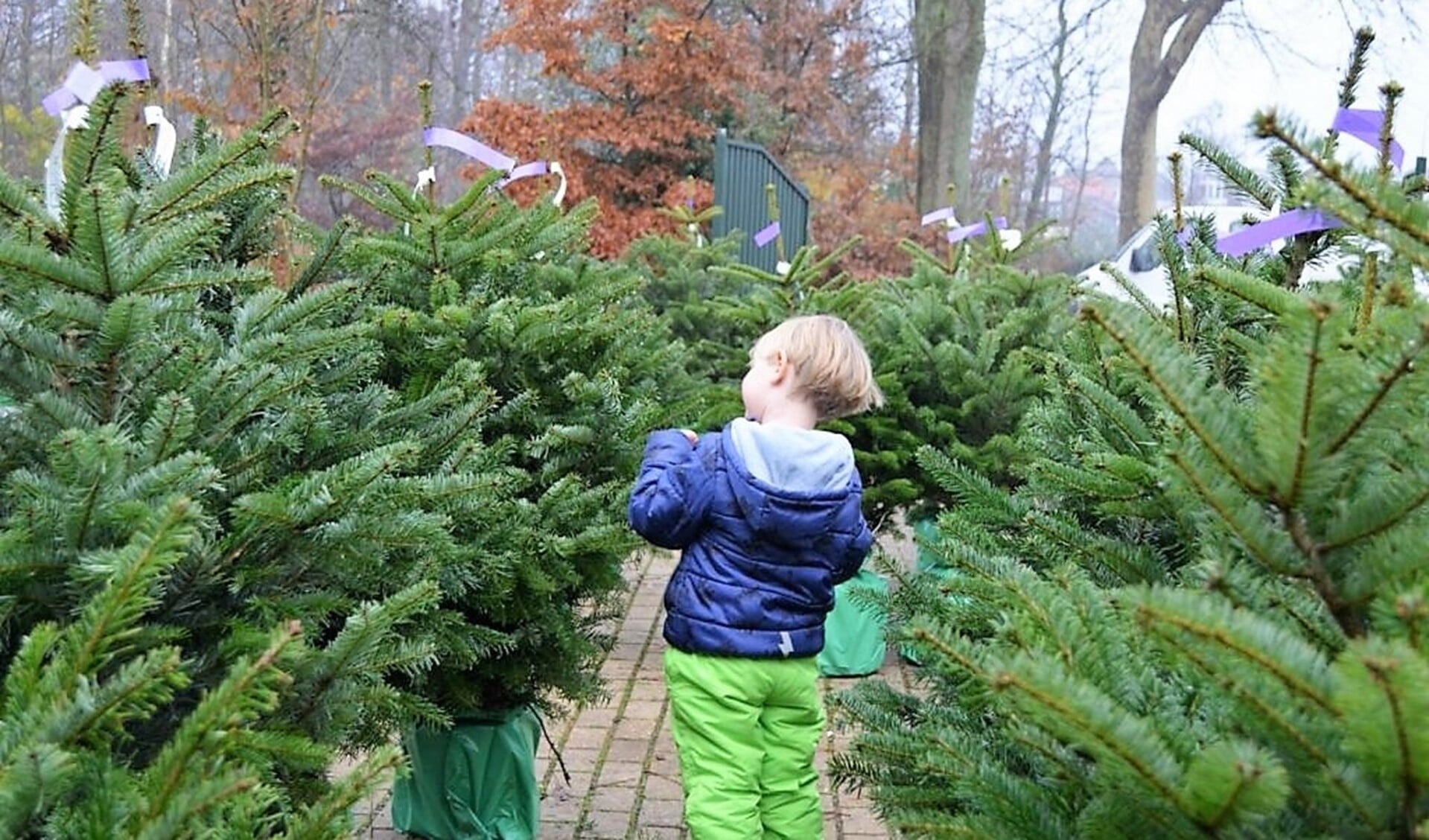 Je kunt weer kerstbomen kopen op Buitengoed Dorrepaal, maar je moet wel in de auto blijven, behalve om de kersboom in te laden.