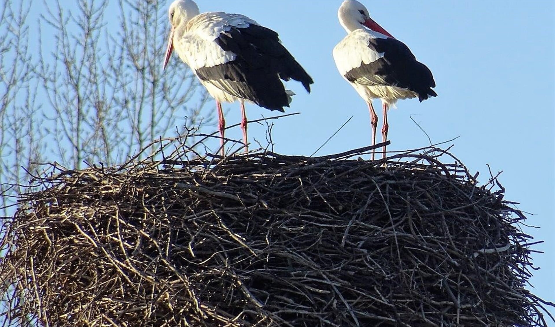De ooievaars zijn weer op het nest neergestreken (foto: Ap de Heus).