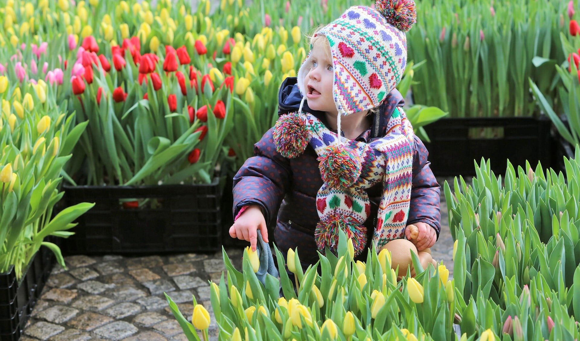 Alle bezoekers van het winkelcentrum mogen hun eigen bosje tulpen komen plukken (foto: VidiPhoto).