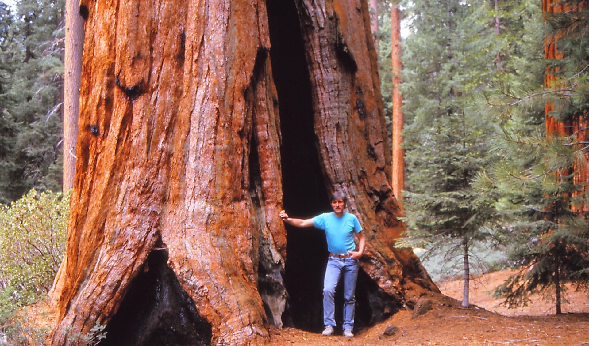 Ook het Yosemite National Park met zijn gigantische Sequoia's komt aan de orde (foto: pr). 
