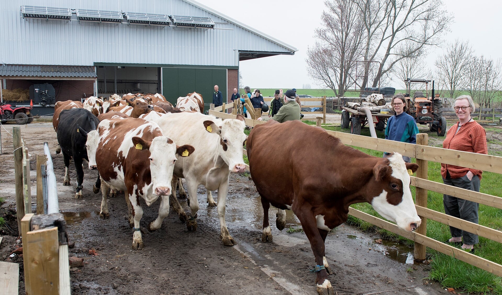 Hoewel het met het springen wel meeviel, trokken de koeien nog wel een sprintje vanuit de stal in Stompwijk naar het weiland (foto: Michel Groen).