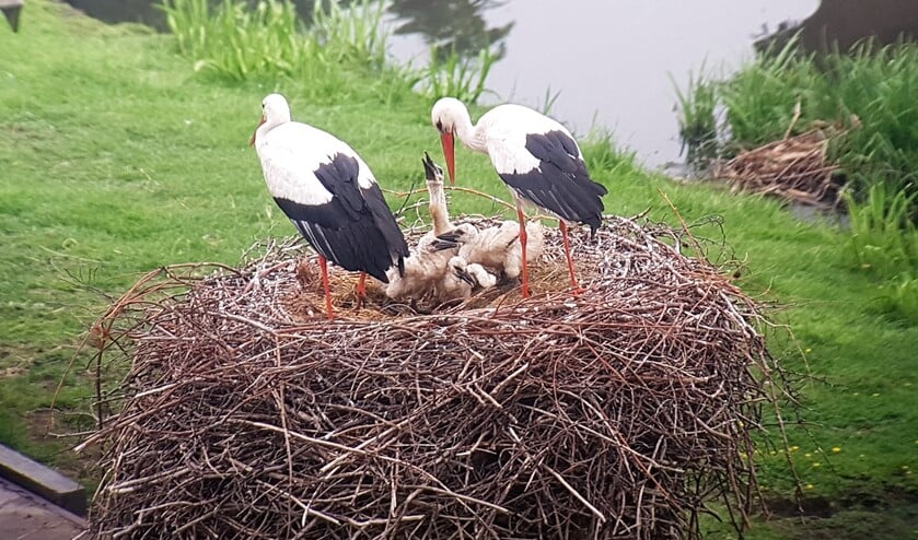 Uniek kijkje in het ooievaarsnest, waarin zich vier kuikens bevinden (foto: www.haagsevogels.nl).