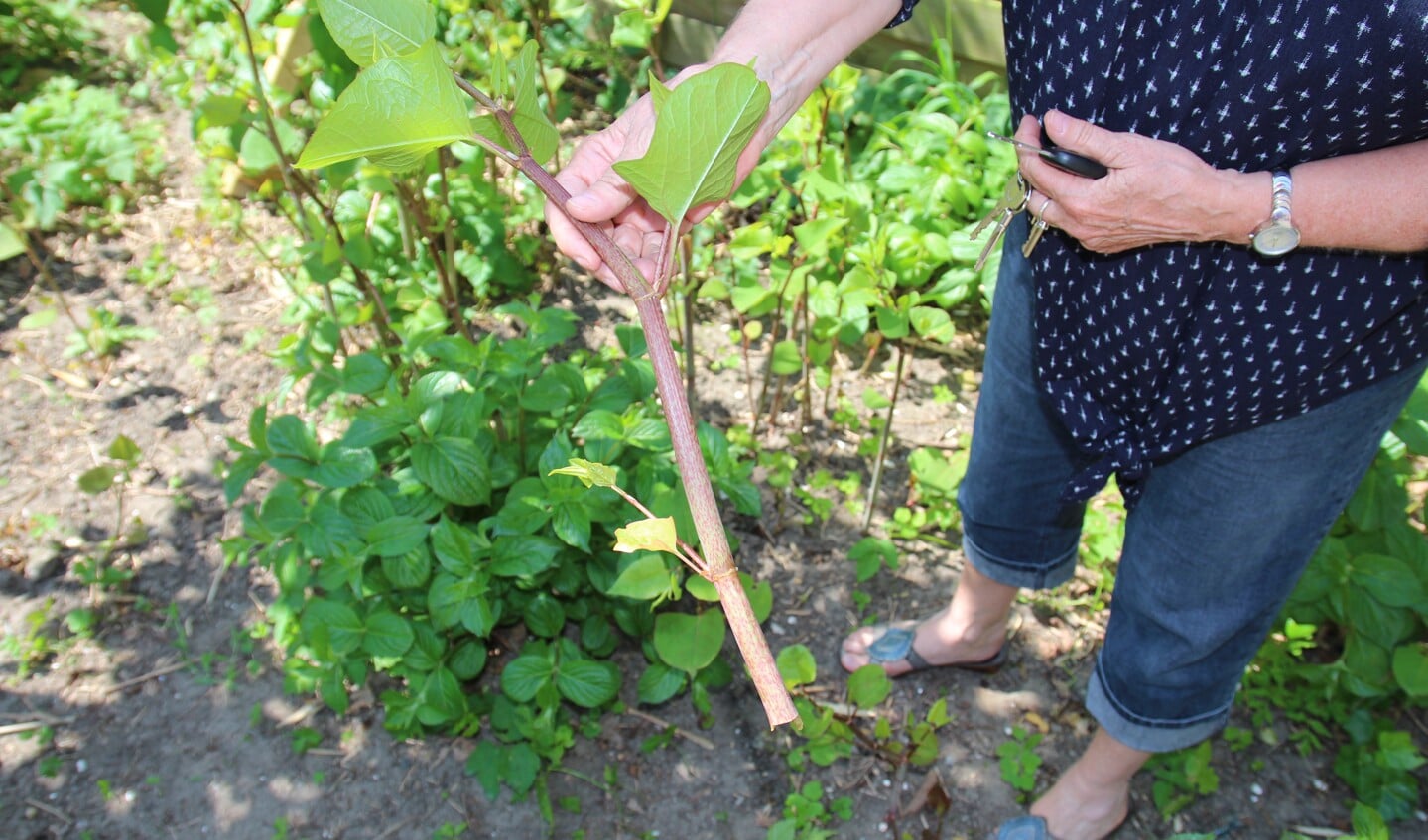 De plant groeit als kool en ontwikkelt boven de grond stengels die gaan verhouten en onder de grond wortels die overal doorheen groeien. 