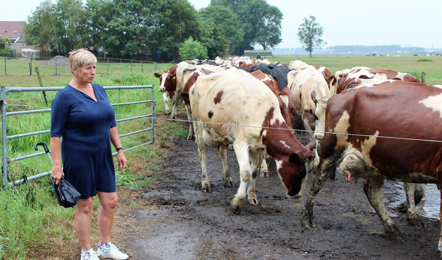 Coby van Boheemen bij de koeien die binnenkomen voor het melken (foto: Dick Janssen).