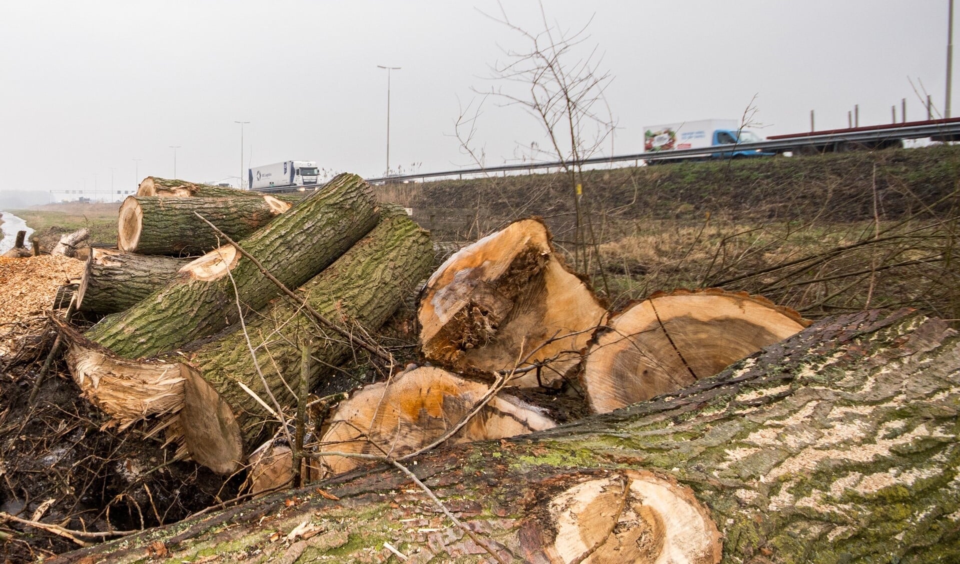 Massaal gekapte bomen in Vlietlanden, Leidschendam (archieffoto: Jordy Kortekaas).