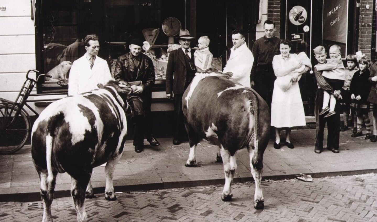 De koeien trokken vroeger veel bekijks in de Dorpsstraat voordat zij geslacht werden.