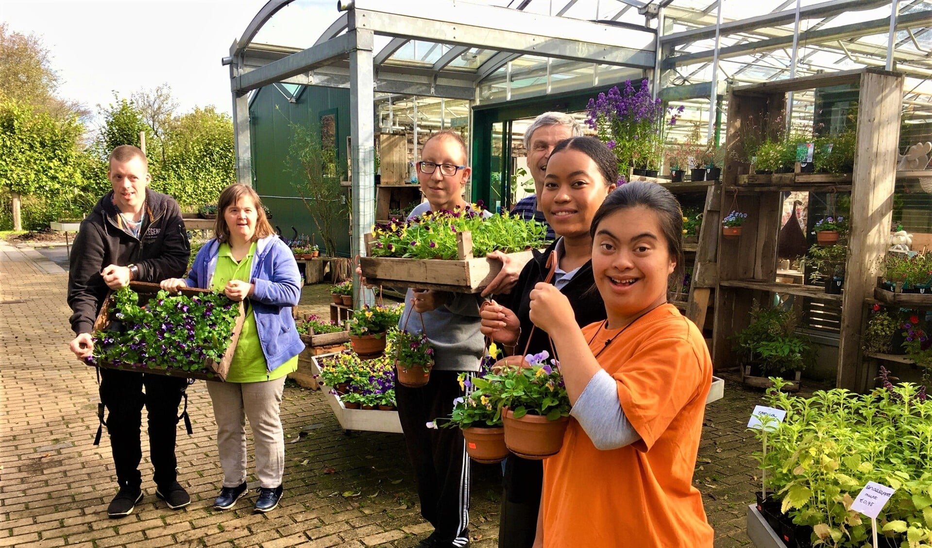 De medewerkers van de kwekerij op Buitengoed Dorrepaal hebben violen opgekweekt die te koop zijn in de tuinwinkel (foto: pr).