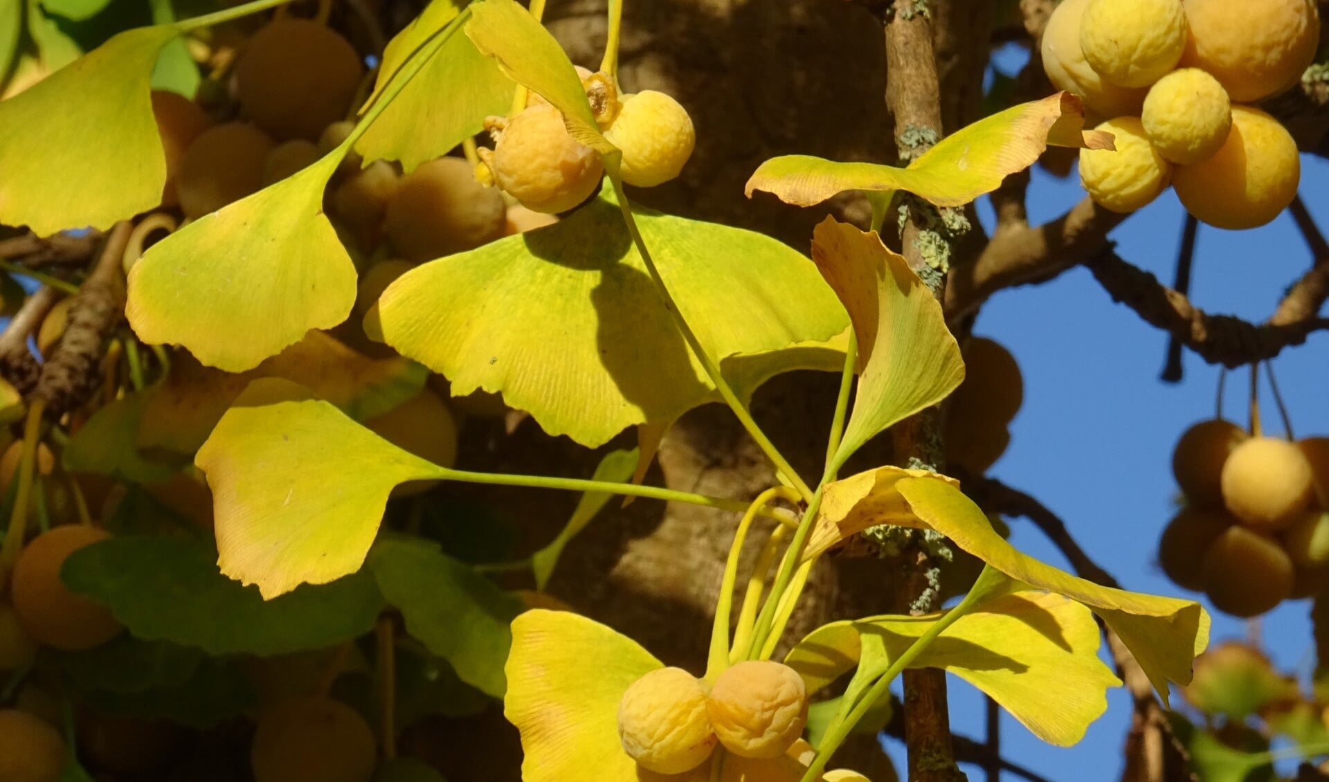 Ginkgo in november met geel blad en vruchten (foto: Marieke Elfferich)