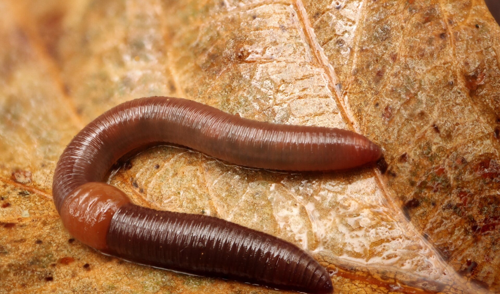 De achthoekig spartelworm is een kleine donkerrode regenworm (foto: Anne Krediet)