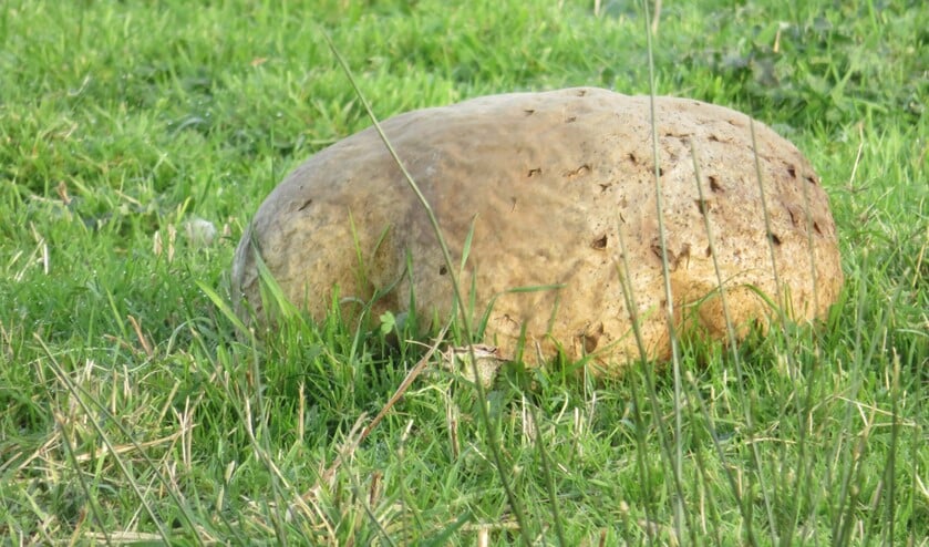 Eén van de reuzenbovisten uit de Groenzoom (foto: Paul de Vries)